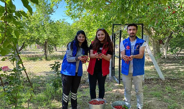 Niğde'de gönüllü gençler cami temizliği ile kiraz hasadı yaptı