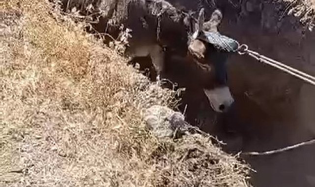 Niğde'de kuyuya düşen eşek kurtarıldı