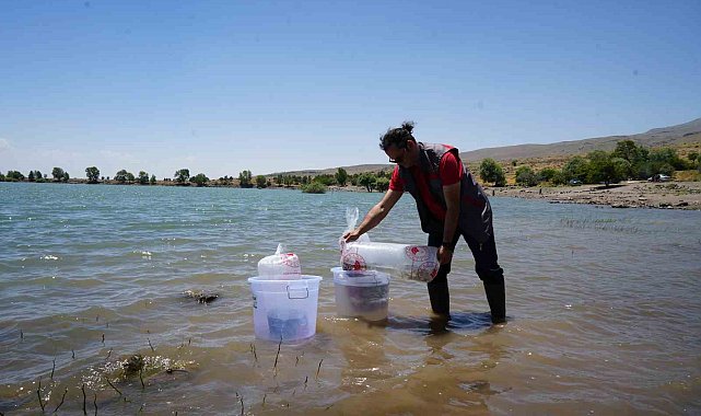 Niğde'deki göletlere 52 bin balık bırakıldı