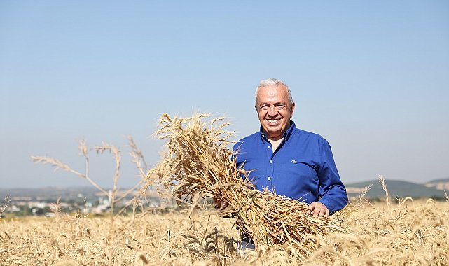 Nilüfer'de yerel tohumdan üretilen buğday hasadı başladı