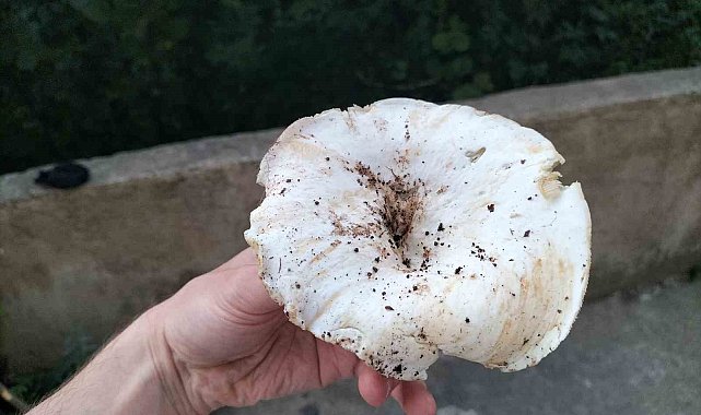 Ordu'da dağ mantarı sezonu açıldı
