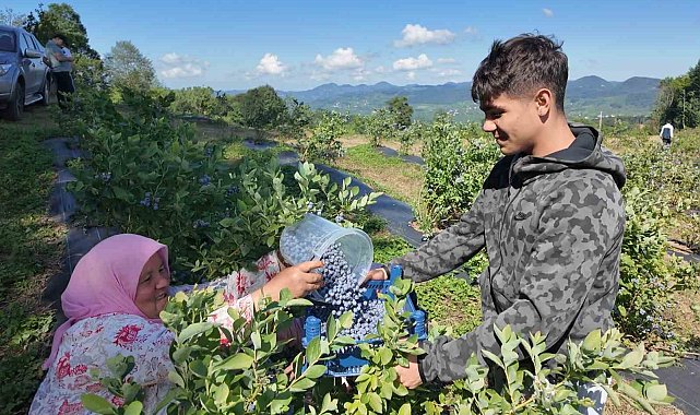 Ordu'da mavi yemiş kazandırıyor
