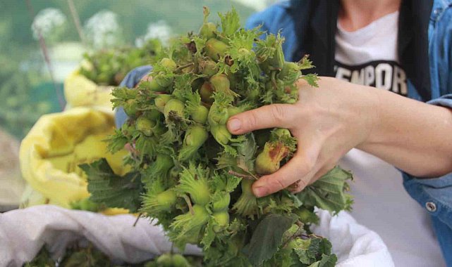Ordu'da taze fındık tezgahlarda: Kilosu 100 TL