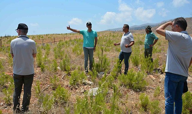 Orman yangınlarında yanan alanlara dikilen fidanlar büyüyor