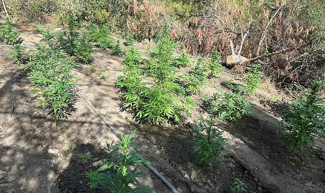 Ormanlık araziyi uyuşturucu bahçesine çevirmişler