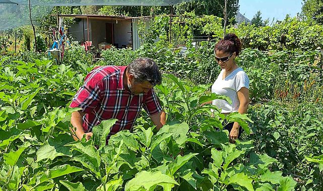 Ortaca, zencefil ve zerdeçal üretim merkezi olma yolunda ilerliyor