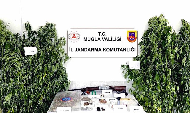 Ortaca'da kenevir operasyonu