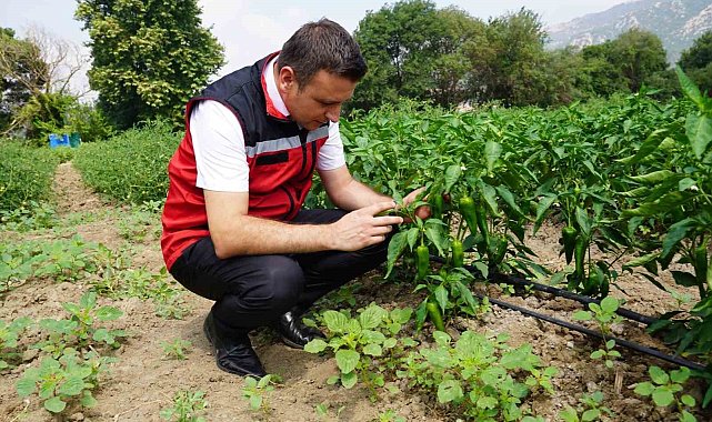 Osmaniye'de domates ve biber hasadı