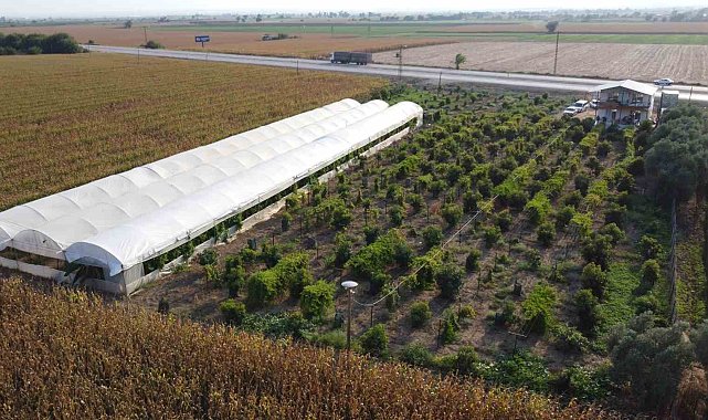 Oto yedek parça satıcısı tropikal meyve üreticisi oldu, siparişlere yetişemiyor