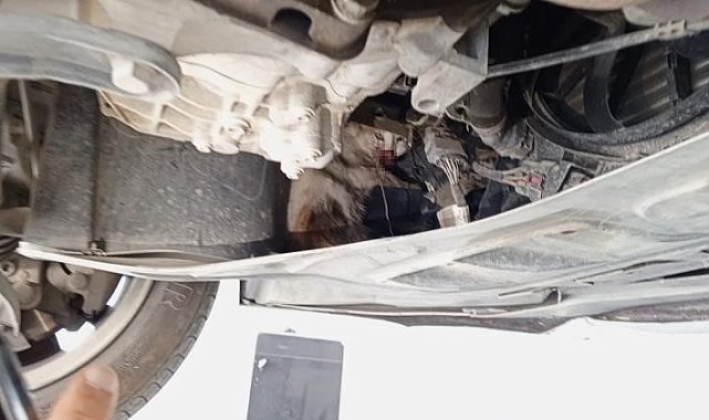 Otomobilin motor kısmına sıkışan kedi tedavi altına alındı