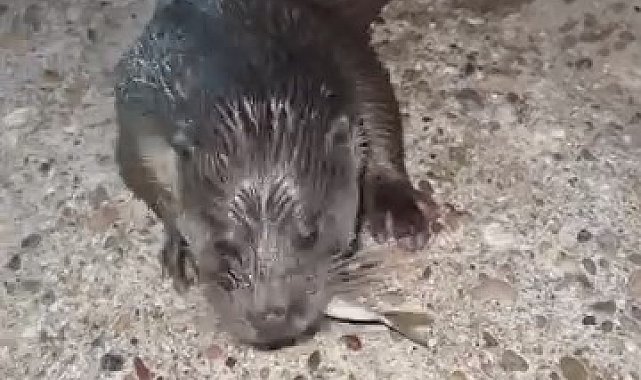 Pendik'te karaya çıkan su samurunu elleriyle besledi