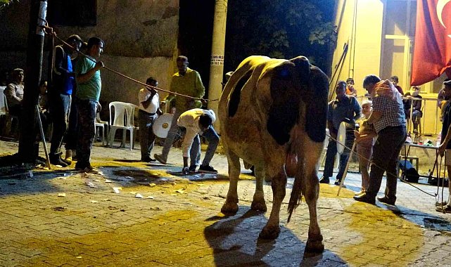 Piste çıkan boğaları para yağmuruna tuttular