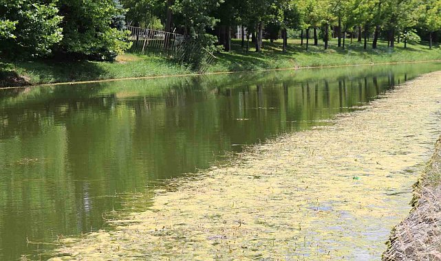 Porsuk Çayı yosun tuttu
