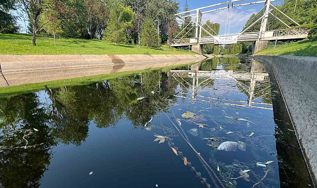 Porsuk Çayı'nda tedirgin eden görüntü