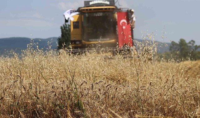 "Ayten abla buğdayı" ilk kez hasatta