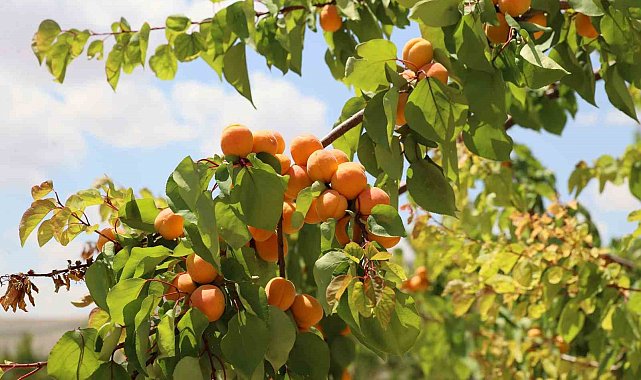 Rekolte arttı, altın sarısında hasat başladı