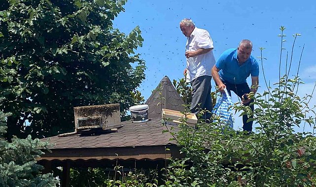 Rize&#039;de oğul veren arılara İl Genel Meclisi üyesi müdahale etti
