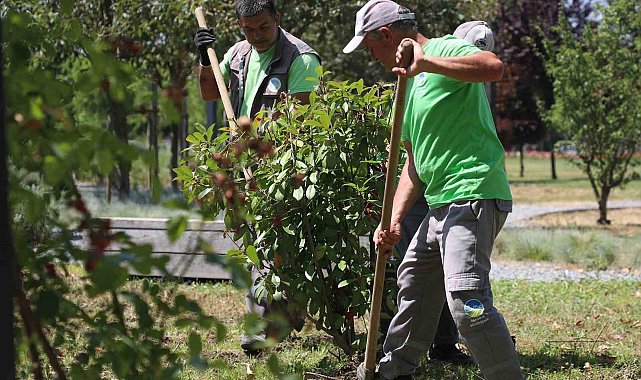 Sakarya Büyükşehir Belediyesi'nden şehre estetik dokunuş