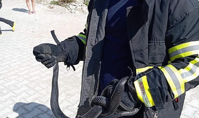 Samandağ'da eve giren yılanı itfaiye yakaladı