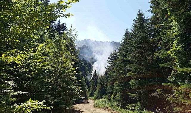 Samsun'da orman yangını