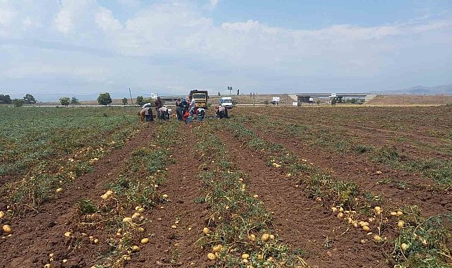 Sandıklı'da 40 bin dekar alanın üzerinde ekimi yapılan patates hasatı başladı