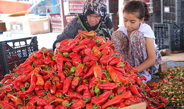 Şanlıurfa'da isotun acı serüveni başladı