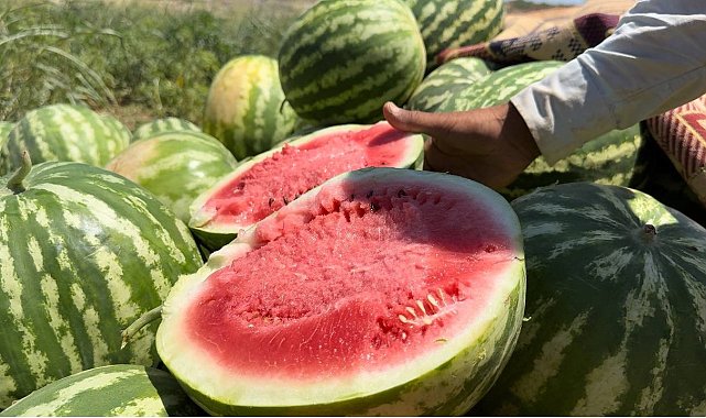Şanlıurfa'da yerli karpuzun hasadına başlandı