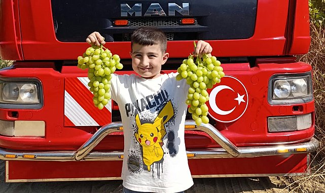 Sarıgöl'de erkenci üzüm cinslerinde hasat