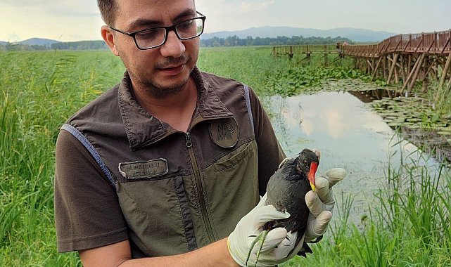 Saz Tavuğunun boğazında olta iğnesi çıkarıldı