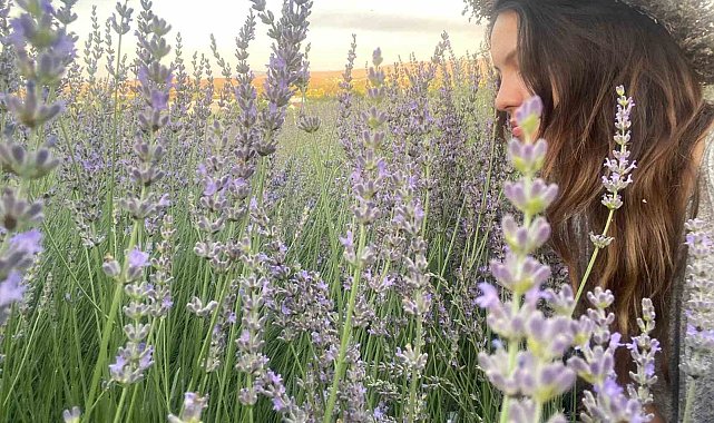 Seferihisar'da lavanta hasadı zamanı