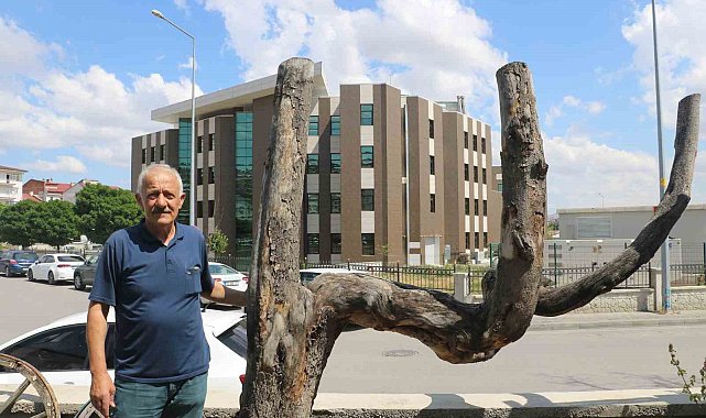 Şekli dikkatini çekti, kestirip bahçesinde yıllarca muhafaza etti