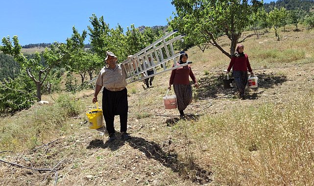 Sıcak hava kiraz hasadını erken tamamlattı