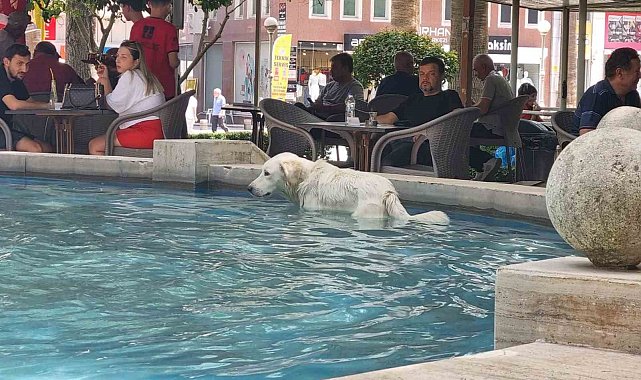 Sıcaktan bunalan köpek süs havuzunda serinledi