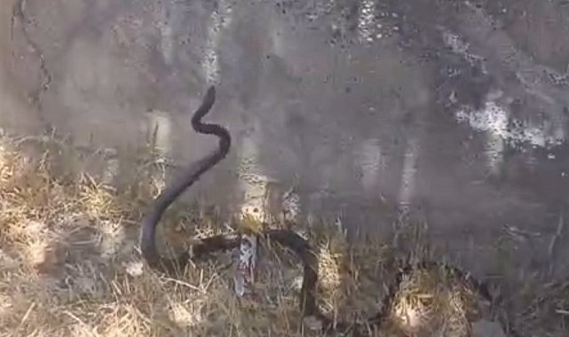 Siirt'te sokak ortasında yılan görüldü