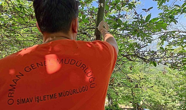 Simav'da kestane dal kanseri ile biyolojik mücadele