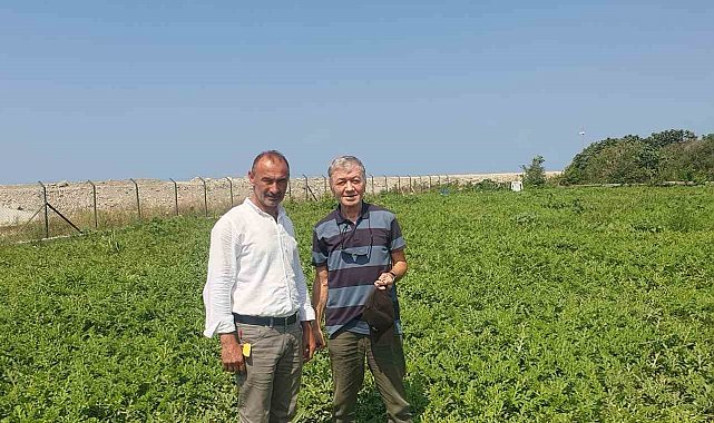 Sinop karpuzu hasat için geri sayımda