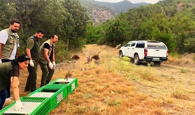 Sinop'ta 300 kınalı keklik doğaya salındı