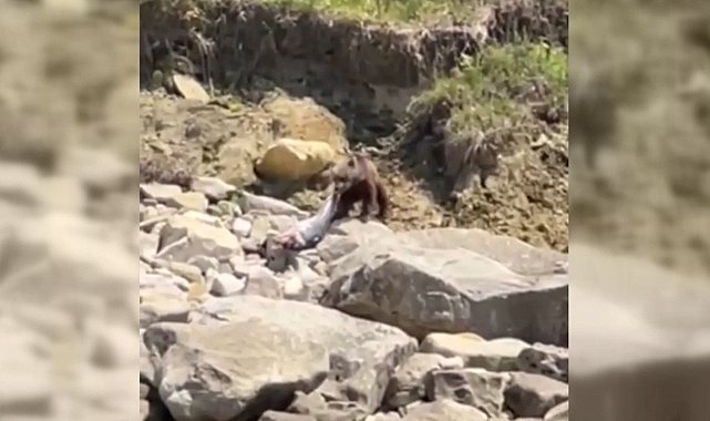 Sinop'ta ayı, ölü yunusu götürürken görüntülendi