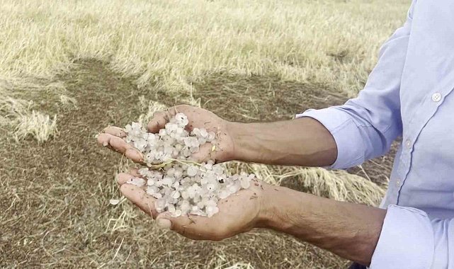 Sivas'ta dolu yağışı ekinlere zarar verdi