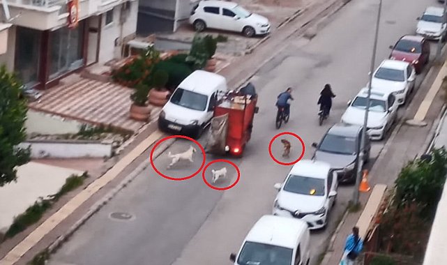 Sokakta köpek çetesi