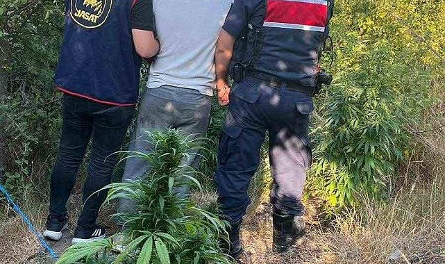 Söke'de 18 kök hint keneviri ele geçirildi