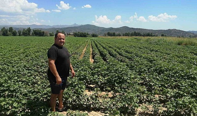 Söke'de pamuk alanlarında kontroller devam ediyor
