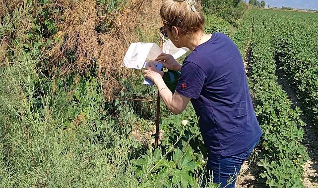 Söke'de zararlı sinek tuzakları kontrol edildi
