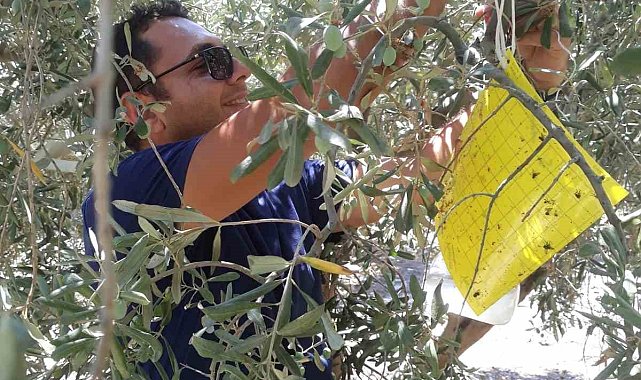 Söke'de zirai mücadele tuzakları kontrol edildi