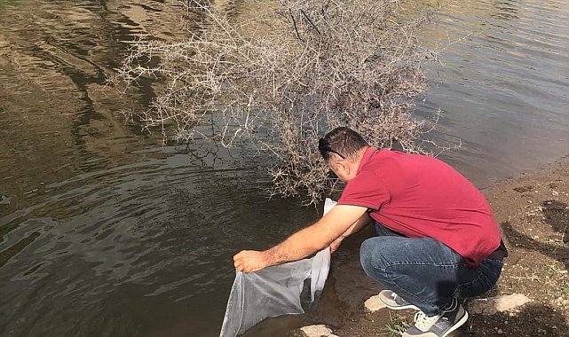 Şuhut'taki göletlere 73 bin adet yavru sazan balığı bırakıldı