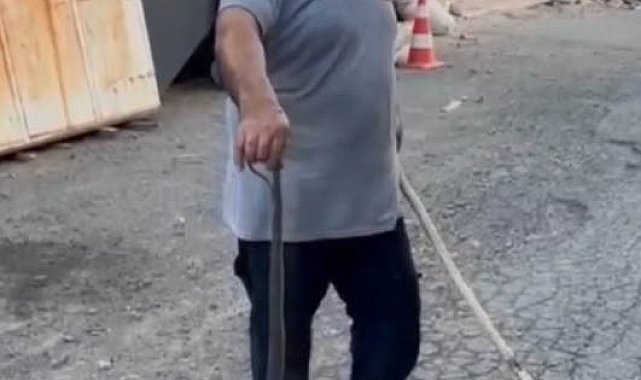 Sultangazi'de eve girmeye çalışan yılanı kedi engelledi