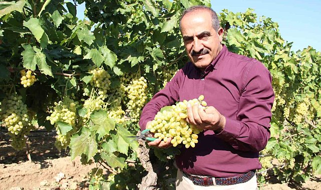 Sultani çekirdeksiz sofralık üzüm 25 Temmuz'da ihracat yolcusu