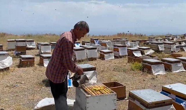 Süphan Dağı eteklerinde bal sağımı