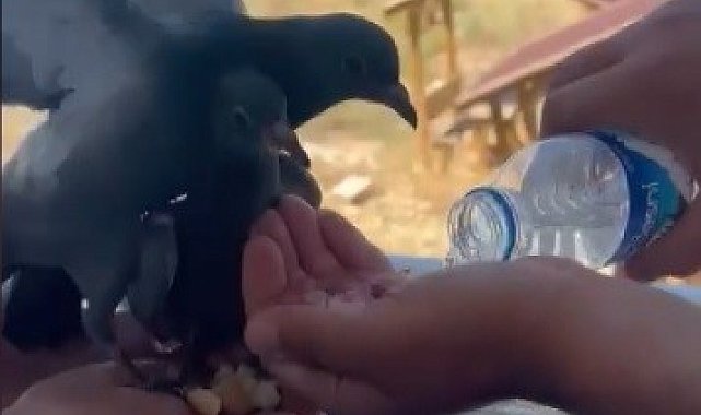 Susayan güvercinlere elleriyle su içirdiler