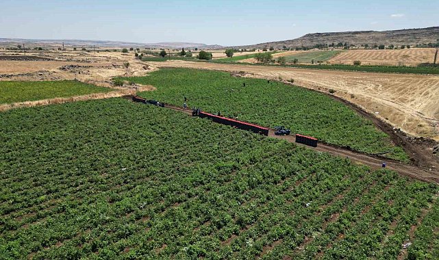 Tarlada 5 TL'den satılan domatesin kavurucu sıcak altında hasadı başladı